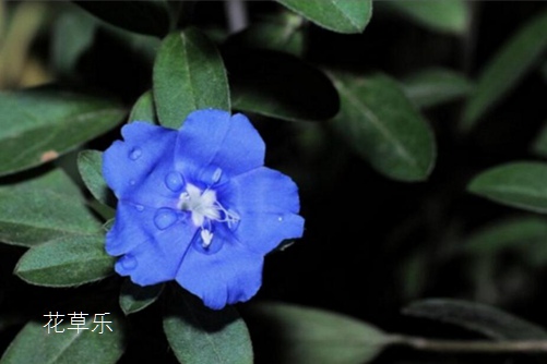 黑枸无码av最新高清无码专区，神秘的自然瑰宝，健康生活的秘密武器