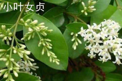 醋对头发，探索醋对头发的神奇力量